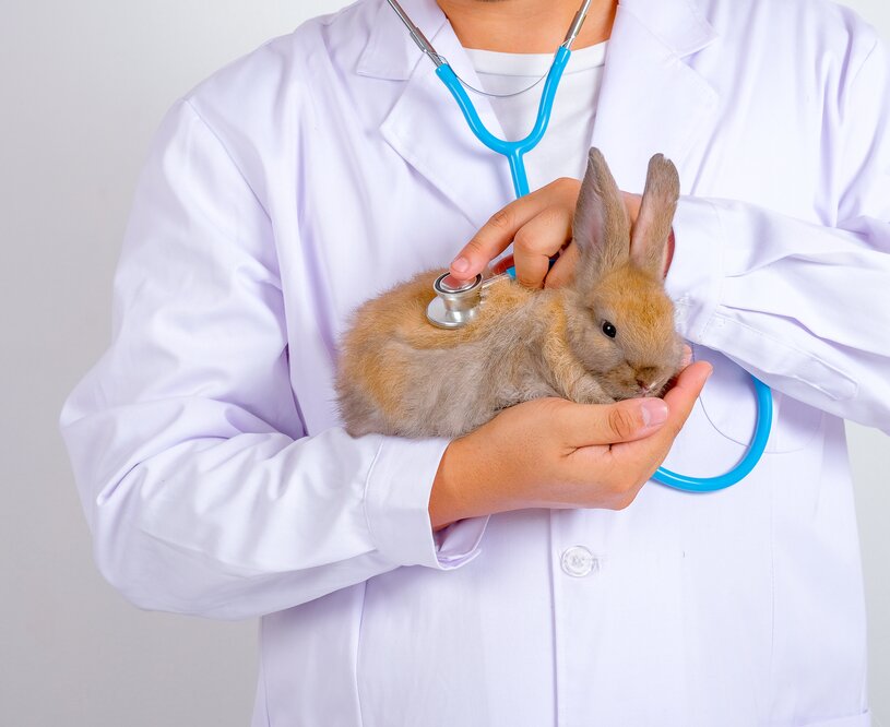 pet_health_wellness 
