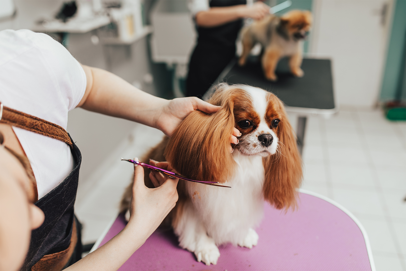 petgroomers
