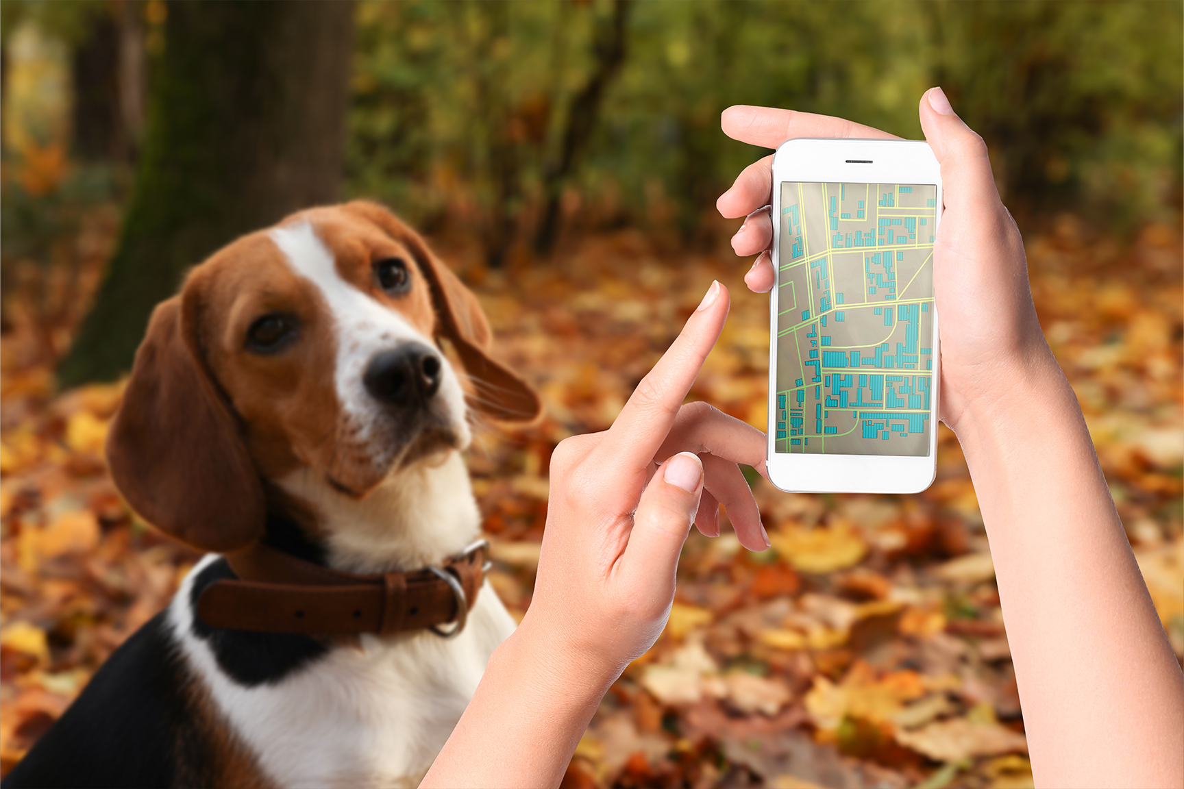 petfound