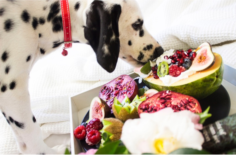 blogpuppy