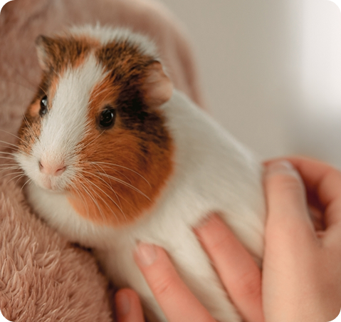 petlove