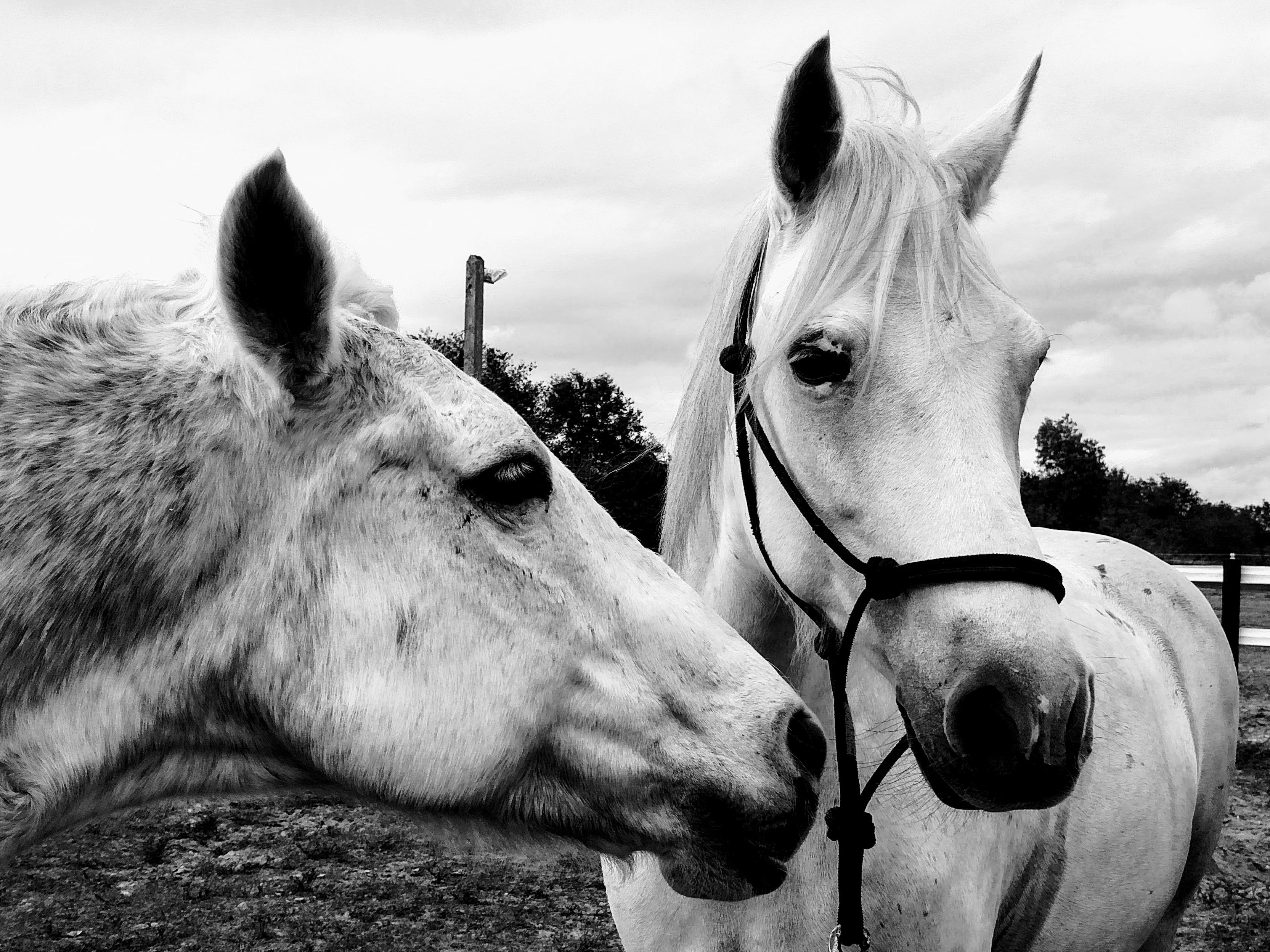 Peaceful Horses